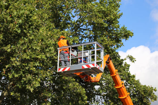 Lemont, IL  Tree Services Company