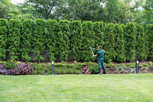 Tree and Shrub Care in Lemont, IL